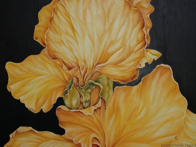Yellow Iris<br/>24" x 24"<br/>Maxine Gillilan