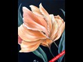 Peach Tulip
11" x 14"
Maxine Gillilan