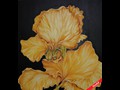 Yellow Iris
24" x 24"
Maxine Gillilan