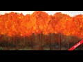Forest Fire II
18" x 36"
Barbara Hafner